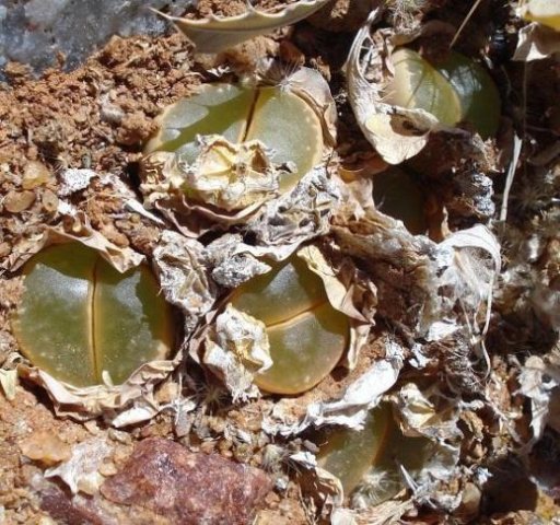 Lithops olivacea leaves
